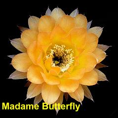 Madame Butterfly.4.1.jpg 